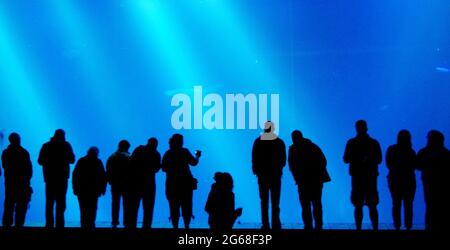 Silhouette des Rückens einer Reihe von Menschen, die Meerestiere im Monterey Bay Aquarium, Kalifornien, beobachten Stockfoto