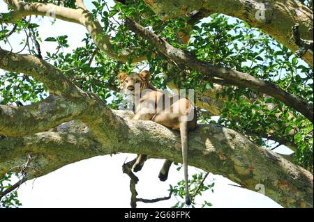 UGANDA. QUEEN ELIZABETH NATIONAL PARK. JUNGER LÖWE IN EINEM BAUM. DER PARK IST DER EINZIGE ORT IN UGANDA, WO DIE LÖWEN IN DEN BÄUMEN KLETTERN. Stockfoto