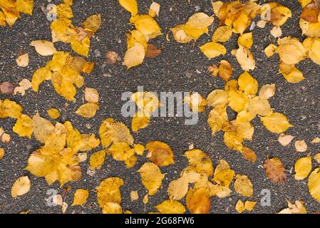 Gefallene Herbstblätter auf dem Asphalt. Natürlicher Hintergrund Stockfoto