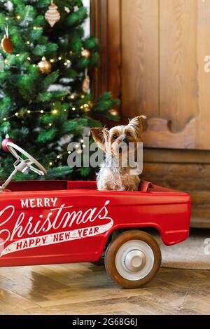Ein Yorkshire Terrier sitzt in einem roten Spielzeugauto, das zu Weihnachten geschmückt ist. Neujahrskarte mit Hund Stockfoto