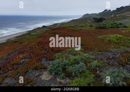 Fort Funston Sanddünen im Sommernebel. San Francisco, Kalifornien, USA. Stockfoto