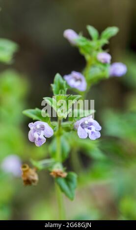 Basil Thyme (Clinopodium achines) Stockfoto