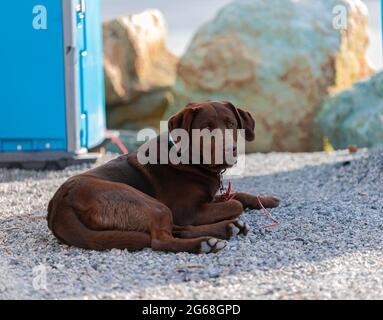 Brown labrador Retriever liegt am Strand in Squamish BC, Kanada und wartet auf seinen Besitzer. Stockfoto