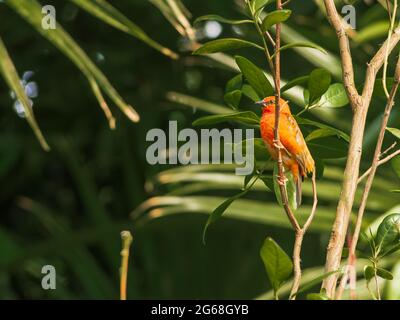 Der rote Fody (Foudia madagascariensis), in Madagaskar auch als Madagaskar-Fody bekannt, der rote Kardinalfody auf Mauritius sitzt auf einem Ast Stockfoto