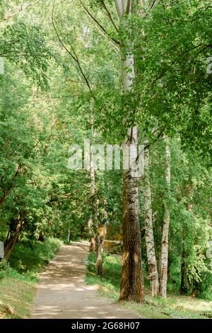 Weg durch den Frühlingswald. Gehweg Gasse Pfad mit grünen Bäumen im Wald. Wunderschöne Alley, Straße im Park. Weg durch den Sommerwald. Vertikales fram Stockfoto