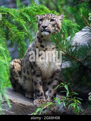 Sitzender Schneeleopard im Zoo Leipzig Stockfoto