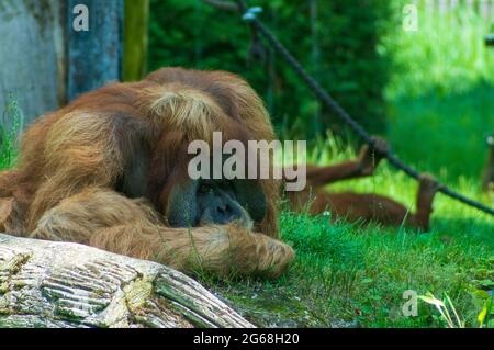 Orang-Utan im Zoo Leipzig auf dem Gras sitzend Stockfoto