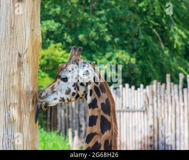 Porträt einer kleinen Giraffe, die eine Holzpost im Zoo Leipzig leckt Stockfoto