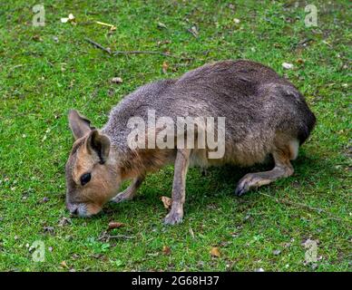 Hochwinkelansicht der Patagonian Mara (Dolichotis Patagonum), die auf einem Fleck Gras auf der Fütterung sitzt. Stockfoto