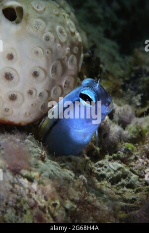 Rotes Meer imitiert Blenny (Ecsenius gravieri). Unterwasserwelt Korallenriff in der Nähe der Makadi Bay, Ägypten Stockfoto