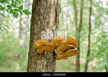 Großer Pilz auf dem Baum aus der Nähe. Gelber und seltsamer Pilz auf Pappel. Ungewöhnliche Orte für Pilze Stockfoto
