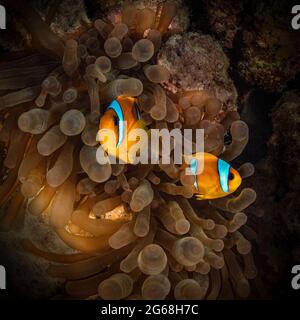 Anemonfische aus dem Roten Meer (Amphiprion bicinctus). Unterwasserwelt des Korallenriffs in der Nähe der Makadi Bay, Ägypten Stockfoto