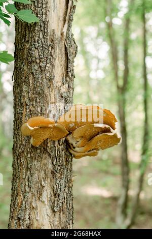 Großer Pilz auf dem Baum aus der Nähe. Gelber und seltsamer Pilz auf Pappel. Ungewöhnliche Orte für Pilze Stockfoto