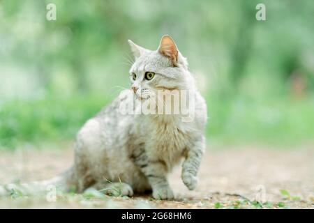 Grau gestreifte Katze zu Fuß die Straßen am Morgen, gelbe Augen und schön. Breed ist eine Mischung aus britischen Katzen. Hellgraue Katze close-up auf der Straße Stockfoto