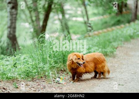 Kleiner Ingwer-Hund der Nevskaya Orchid brüten für einen Spaziergang. ed-behaart Hund läuft im Park. Reinrassig kleiner Jagdhund Stockfoto