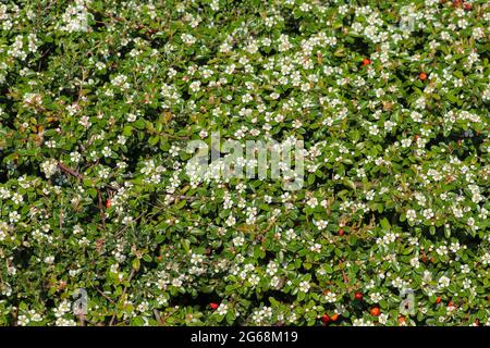 Nahaufnahme von schleichenden Cotoneaster, einem immergrünen, niedrig wachsenden Strauch mit einer Masse von zarten weißen Blüten Stockfoto