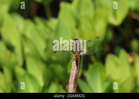 Nahaufnahme einer Libellula quadrimaculata, eine Libellula mit vier Flecken, die in voller Sonne auf einem Zweig über einem Teich ruht Stockfoto