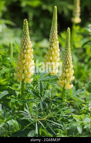 Gelbe Lupine blüht im Frühlingssonne. Stockfoto