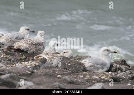 Eine Kolonie europäischer Heringsmöwen (Larus argentatus), die auf einem felsigen Küstendamm ruht und im Hintergrund Wellen auf dem Meer brechen. Stockfoto