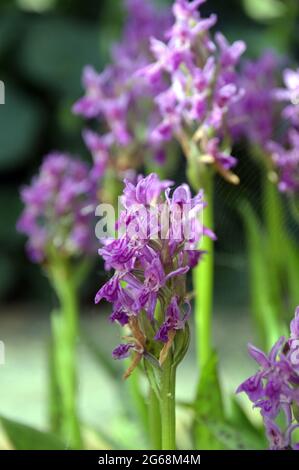 Violette/rosa gemeine gepunktete Orchidee 'Dactylorhiza fuchsii' Blumen, die im Alpenhaus im RHS Garden Harlow Carr, Harrogate, Yorkshire, Großbritannien, angebaut werden. Stockfoto