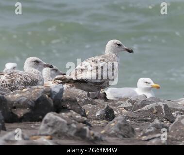 Eine Kolonie europäischer Heringsmöwen (Larus argentatus), die auf einem felsigen Küstendamm ruht und im Hintergrund Wellen auf dem Meer brechen. Stockfoto