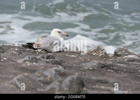 Eine Erwachsene europäische Heringsmöwe (Larus argentatus), die auf einem verstärkten Küstendamm mit den Meereswellen im Hintergrund sitzt Stockfoto