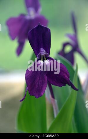 Deep Purple Roscoea Harwington „Evening Star“-Blume im Alpenhaus im RHS Garden Harlow Carr, Harrogate, Yorkshire, England, Großbritannien. Stockfoto