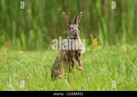 Wildes Kaninchen (Oryctolagus cuniculus), das auf einem Feld steht. Stockfoto