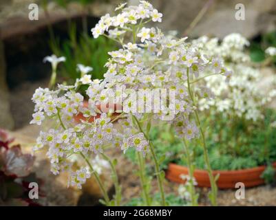 Weiß/Dotty Red Saxifraga 'Doctor Clay' (Paniculata) Blumen, die im Alpenhaus im RHS Garden Harlow Carr, Harrogate, Yorkshire, England, Großbritannien, angebaut werden. Stockfoto