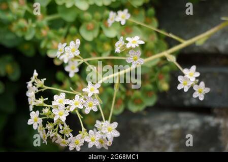 Weiß/Dotty Red Saxifraga 'Doctor Clay' (Paniculata) Blumen, die im Alpenhaus im RHS Garden Harlow Carr, Harrogate, Yorkshire, England, Großbritannien, angebaut werden. Stockfoto