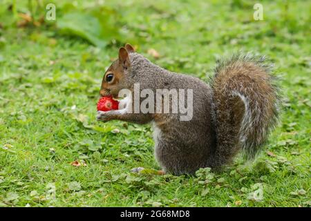 Nahaufnahme eines Grauhörnchen, Sciurus carolinensis, der auf einem Feld sitzt und eine Erdbeere isst. Stockfoto