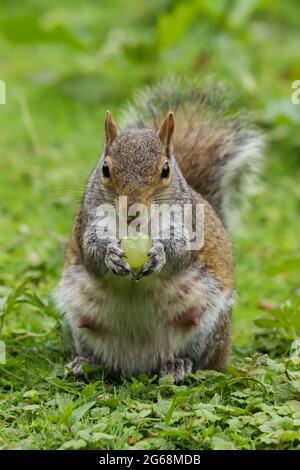 Nahaufnahme eines Grauhörnchen, Sciurus carolinensis, der auf einem Feld sitzt und eine Traube isst. Stockfoto