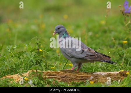 Stock Dove (Columba oenas) in einem Feld in Großbritannien Stockfoto