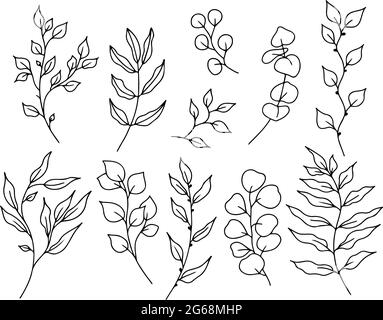 Eukalyptus-Doodle-Zweig.Set von Pflanzen und Ästen mit Blättern und Beeren. Handgezeichnete botanische Illustration. Schwarz-Weiß-Doodle-Vektor Stock Vektor