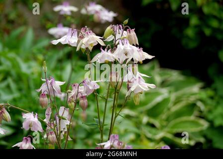 Blass Pink/Mauve & White Aquilegia (Columbine/Granny's Bonnet) Blume, die an einer Grenze in einem englischen Landgarten, Lancashire, England, Großbritannien, angebaut wird. Stockfoto