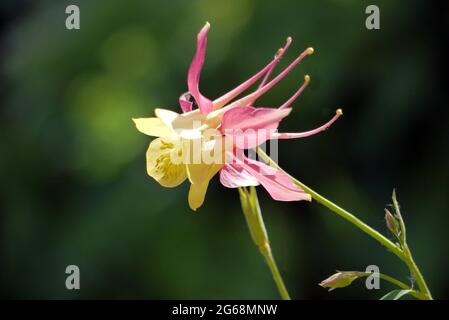 Rosa und gelbe Aquilegia (Columbine/Granny's Bonnet) Blume, die an einer Grenze in einem englischen Landgarten, Lancashire, England, Großbritannien, angebaut wird. Stockfoto