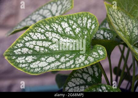 Grüne/schiebere Brunnera macrophylla 'Jack Frost'-Blätter, die in einem Topf in einem englischen Landgarten, Lancashire, England, Großbritannien, angebaut werden. Stockfoto