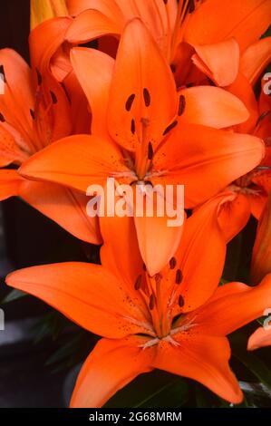 Lilium Asiatic Zwergtopf Lily 'Orange Matrix' Blumen, die in einem Topf in einem englischen Landgarten, Lancashire, England, Großbritannien, angebaut werden. Stockfoto