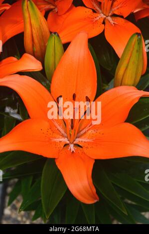 Lilium Asiatic Zwergtopf Lily 'Orange Matrix' Blumen, die in einem Topf in einem englischen Landgarten, Lancashire, England, Großbritannien, angebaut werden. Stockfoto