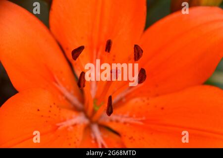 Lilium Asiatic Zwergtopf Lily 'Orange Matrix' Blumen, die in einem Topf in einem englischen Landgarten, Lancashire, England, Großbritannien, angebaut werden. Stockfoto