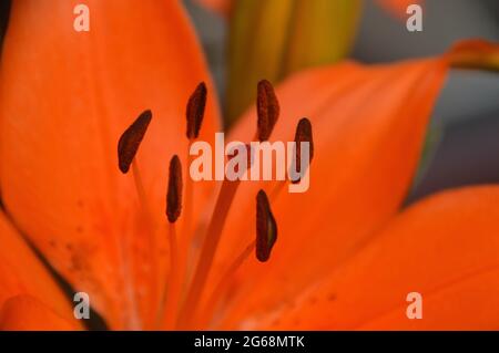 Lilium Asiatic Zwergtopf Lily 'Orange Matrix' Blumen, die in einem Topf in einem englischen Landgarten, Lancashire, England, Großbritannien, angebaut werden. Stockfoto