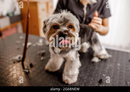 Junge blonde professionelle Pistenerin liebt ihren Job mit yorkshire Hund und all den Haustieren. Stockfoto