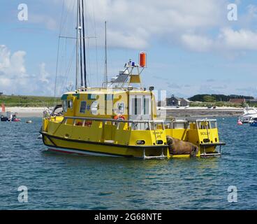 Wally the Walrus nippt am Star of Life am Hafen von St. Mary, Isles of Scilly, Großbritannien Stockfoto