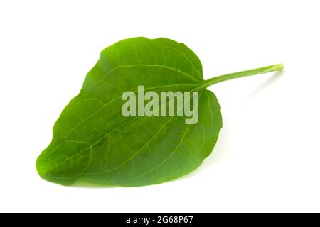 Kochbananen Blatt, Heilpflanze isoliert auf weißem Hintergrund. Stockfoto