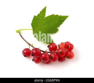 Nahaufnahme der roten Johannisbeere isoliert auf weißem Hintergrund. Stockfoto