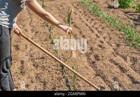 Bauer Ernte und Ernte Knoblauch in Gemüsegarten Feld. Stockfoto