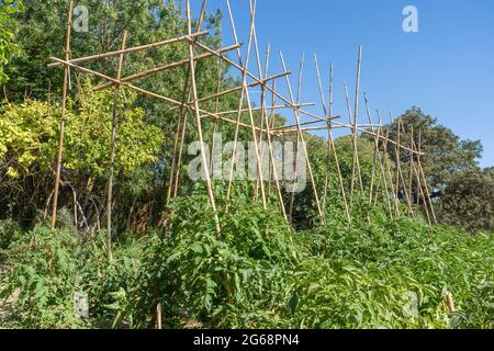 Tomatenpflanzen wachsen im Gemüsegarten. Stockfoto