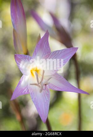 Nahaufnahme der Belladonna Lily oder March Lily (Amaryllis belladonna) wunderschöne rosa Blüten Stockfoto