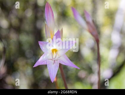 Nahaufnahme der Belladonna Lily oder March Lily (Amaryllis belladonna) wunderschöne rosa Blüten Stockfoto