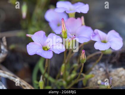 Manyleaf Sorrel (Oxalis polyphylla) Pflanze blüht mit hellvioletten Blüten Stockfoto